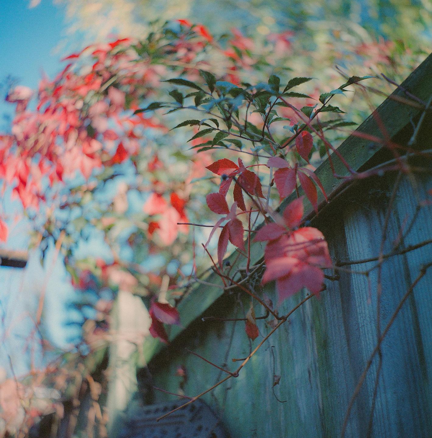Red and green leaves are growing on a wooden fence.