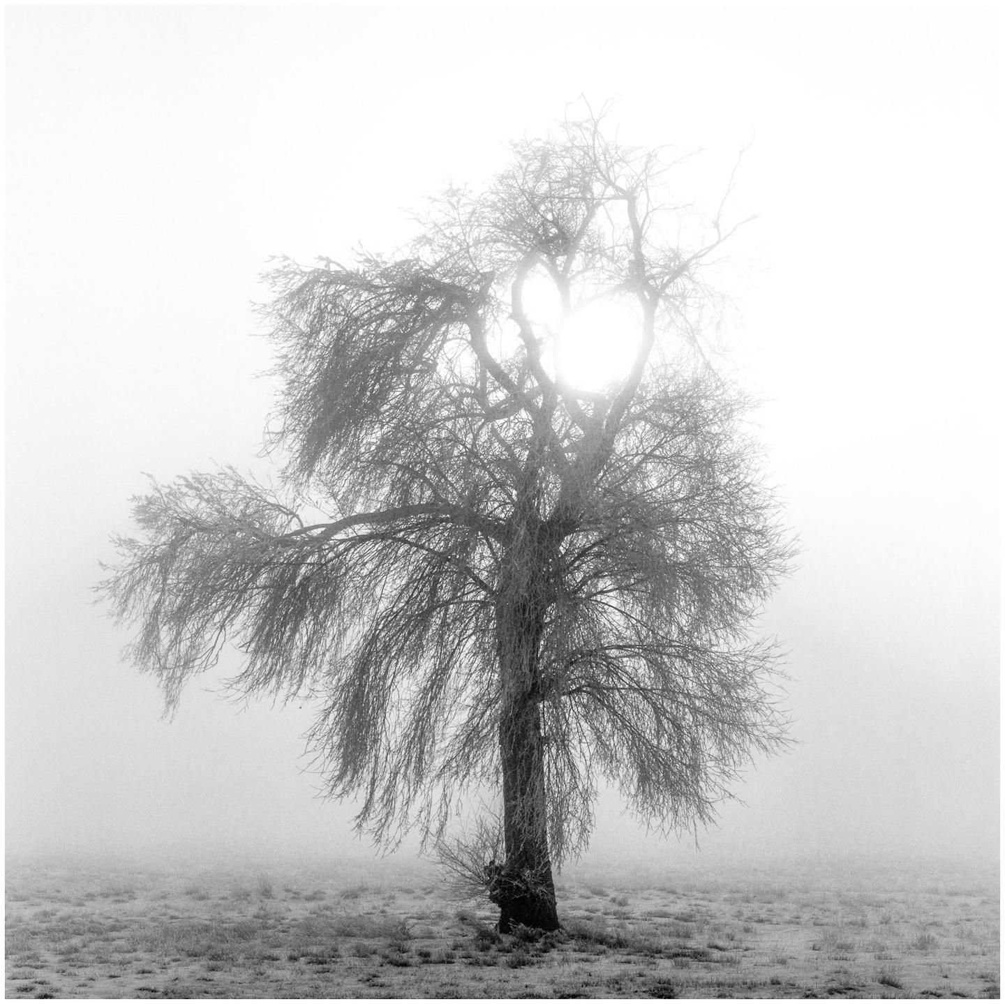 A bare tree stands in a field with the sun shining through its branches on a foggy day.