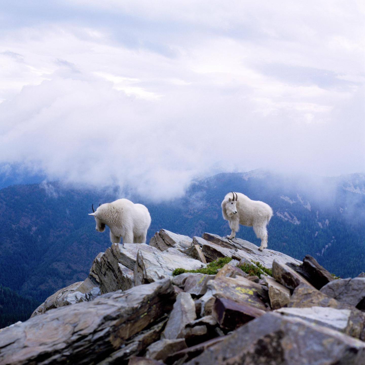 Two mountain goats stand on a rocky peak with a cloudy, mountainous landscape in the background.