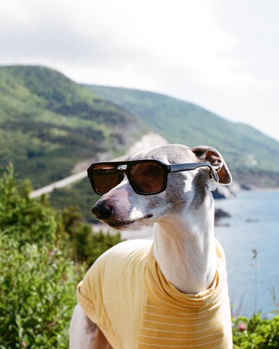 A dog wearing sunglasses and a yellow shirt stands on a hill overlooking a body of water and mountains.