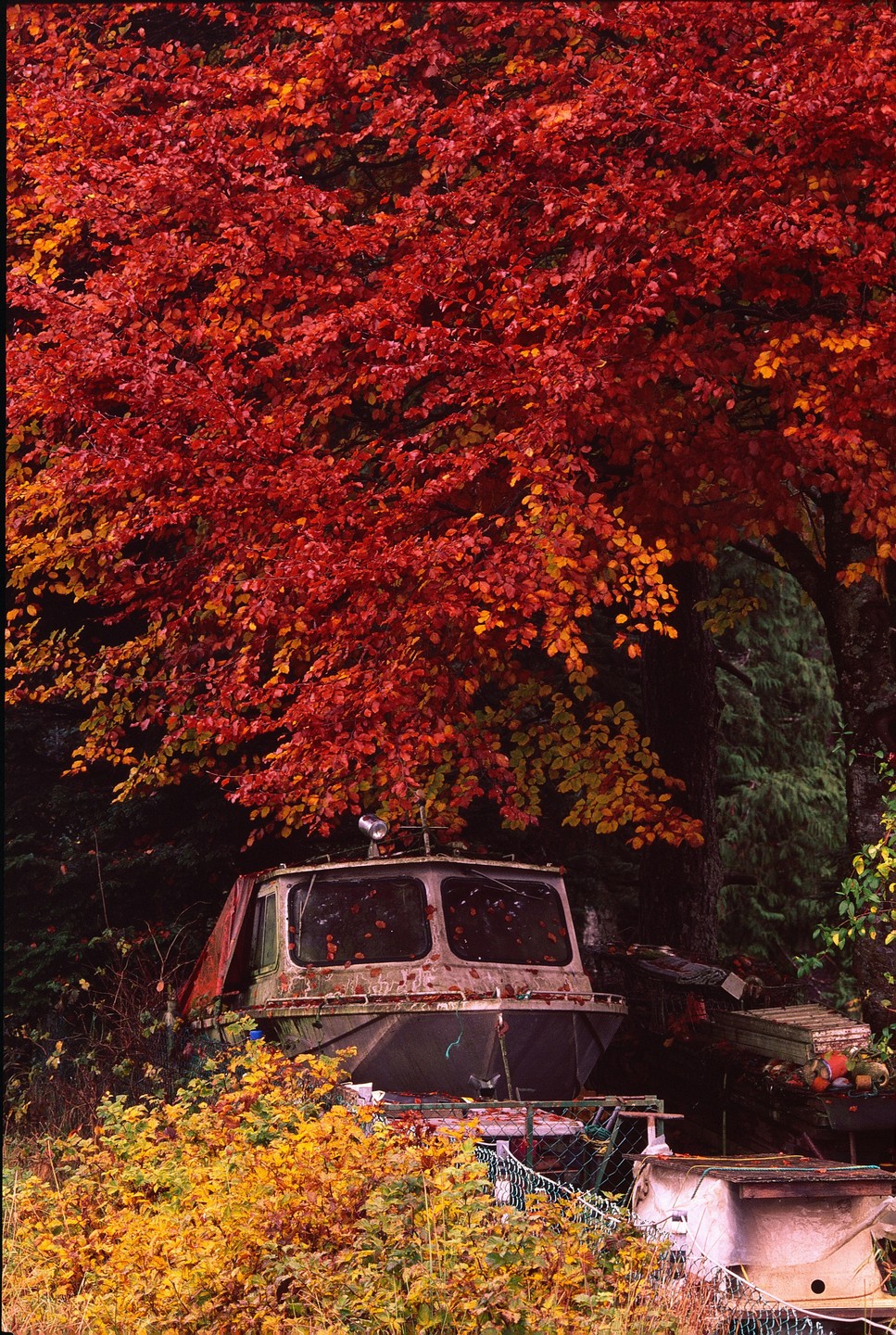 An old boat is nestled among vibrant autumn foliage.