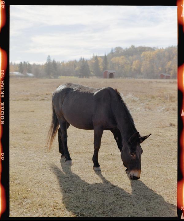 A dark horse grazes in a field with red sheds and autumn trees in the background.