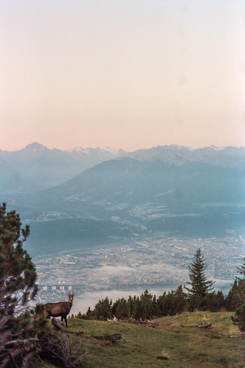 A chamois stands on a grassy mountain slope overlooking a city partially covered in fog, with distant mountains under a pale sky.