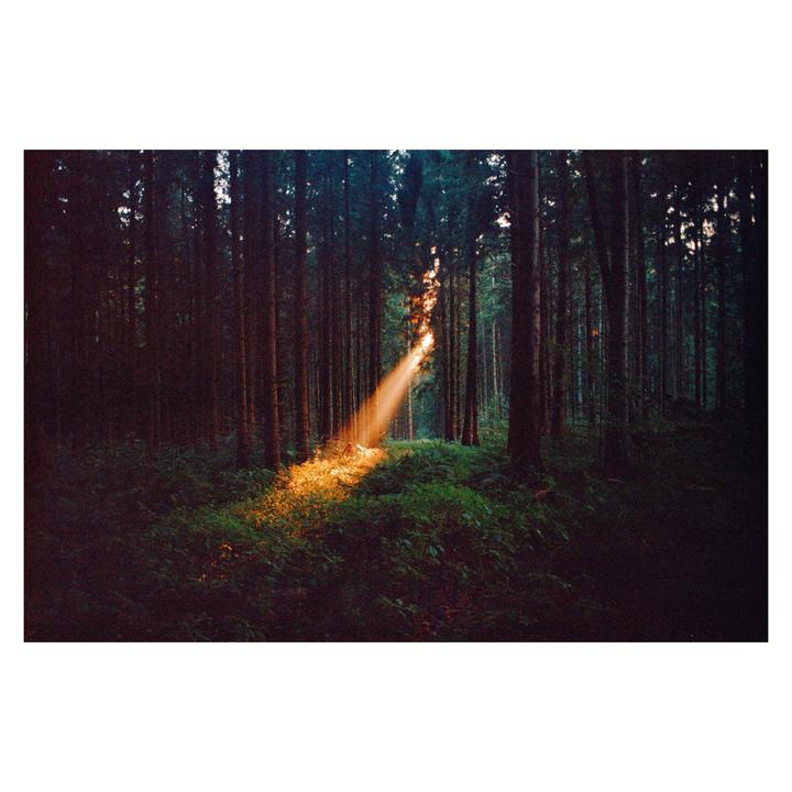 A beam of light shines through a dark forest, illuminating the undergrowth.