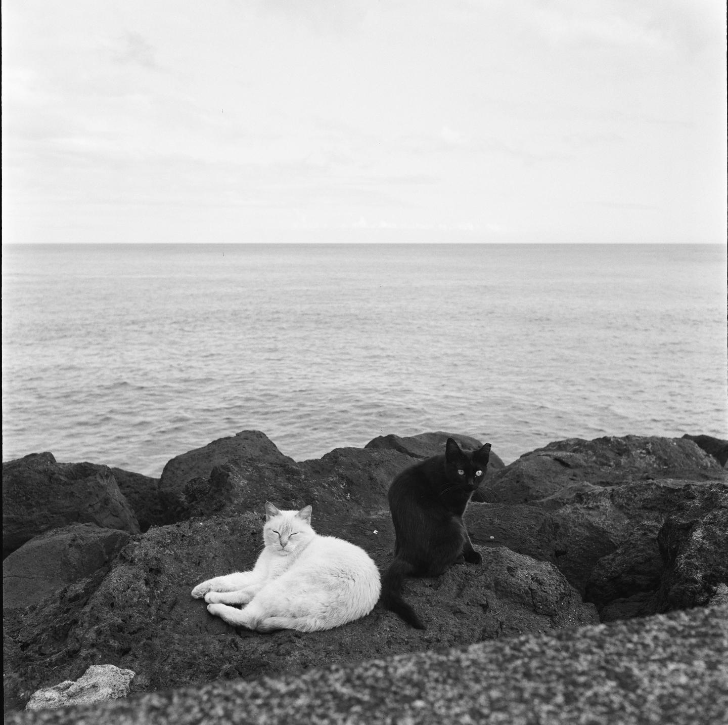 A white cat and a black cat sit on dark rocks by the ocean.