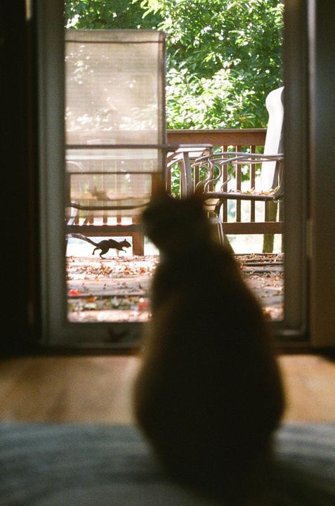 A cat in silhouette looks out a screen door at a squirrel running across a deck.