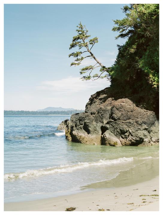 A small tree grows out of a rocky cliff over a sandy beach with gentle waves.