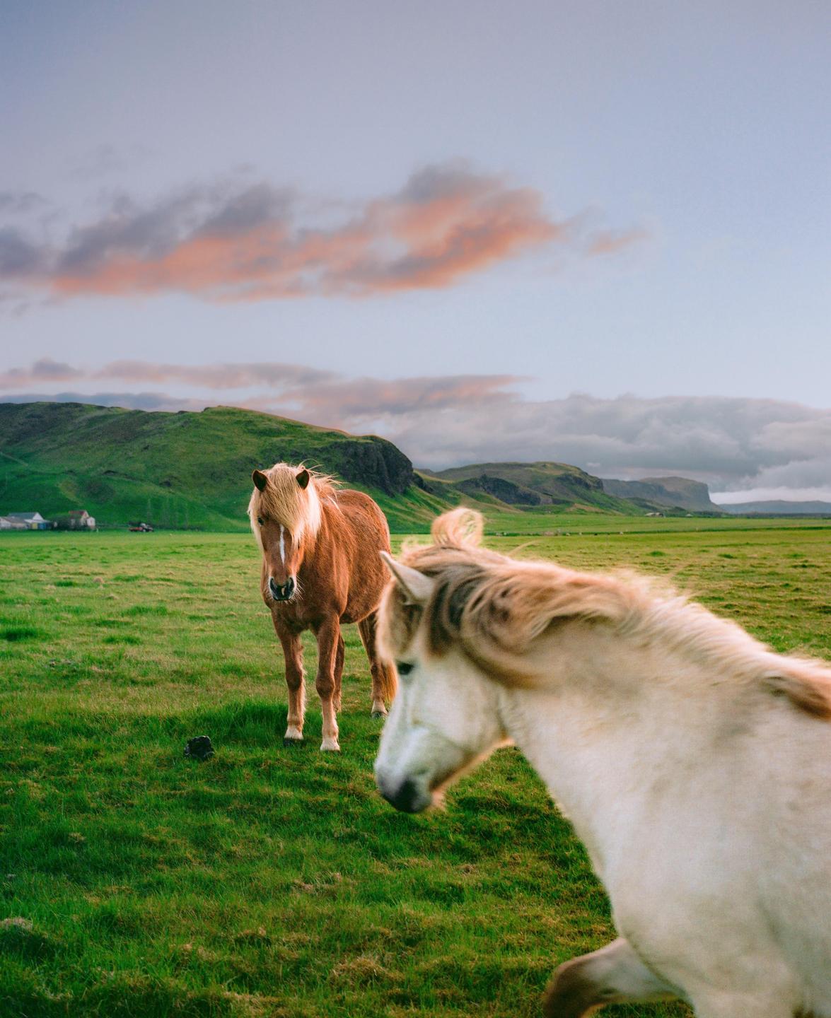 Two horses stand in a green field with rolling hills and a cloudy sky in the background.