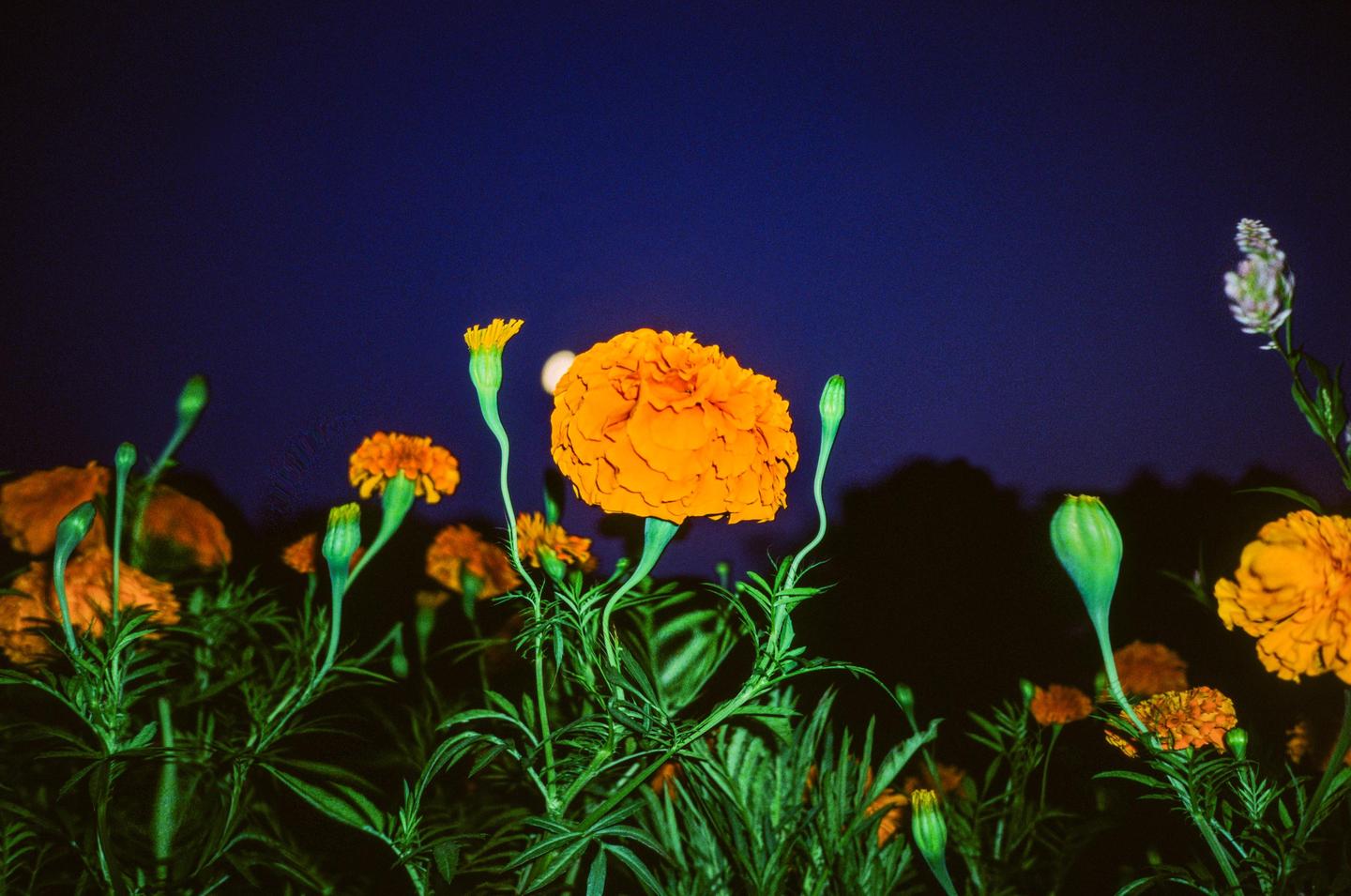 Orange marigolds and buds are visible against a dark blue night sky with a bright moon.