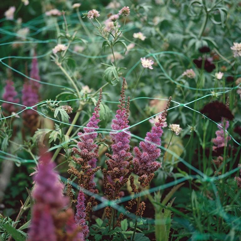 Purple flowers with green netting are visible in a garden.
