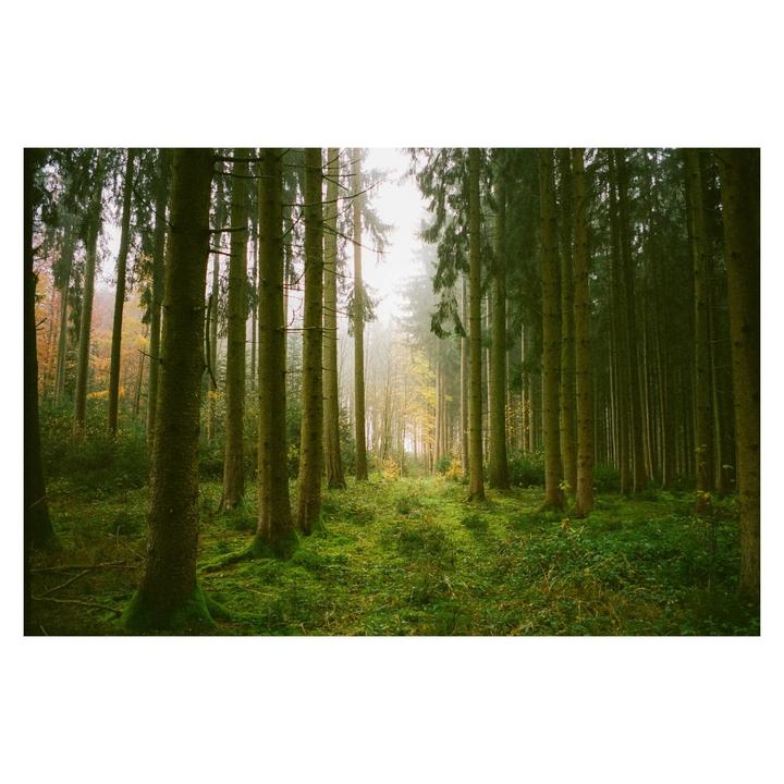 A forest of tall trees with green moss covering the ground is illuminated by light filtering through a hazy sky.