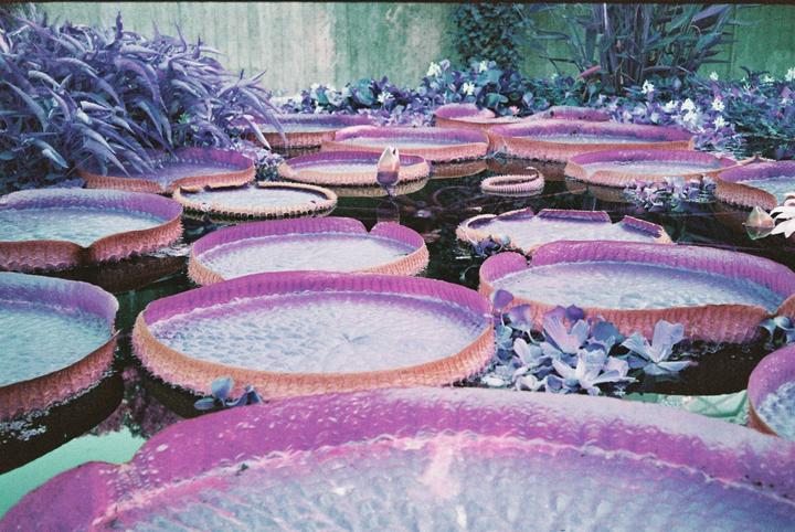 Many large, round lily pads float on the surface of a pond, with some smaller plants and a lily bud visible among them.