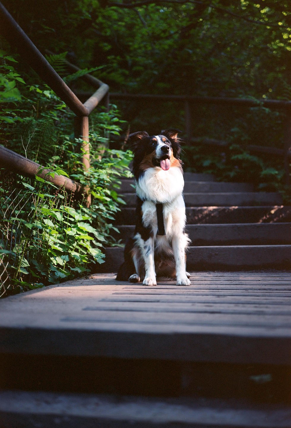 A dog sits on a wooden walkway with stairs and lush green foliage in the background.