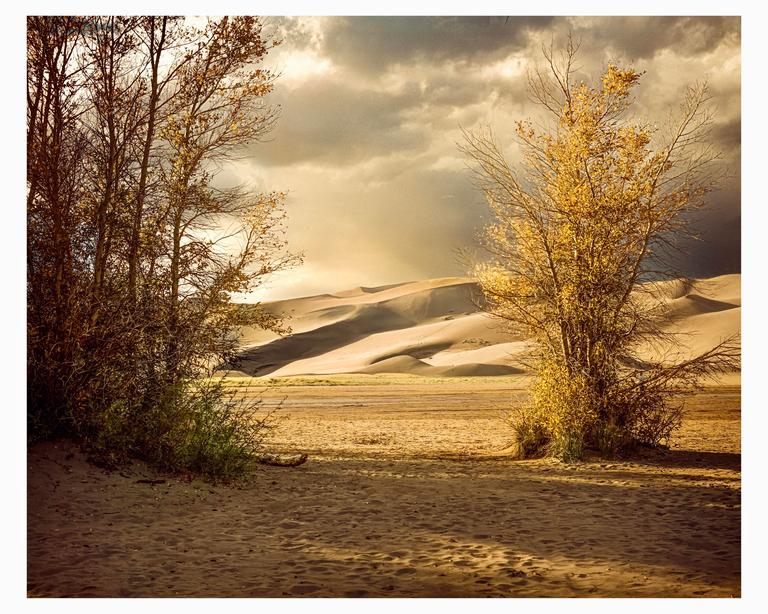 Two trees with autumn foliage frame a desert landscape with sand dunes under a cloudy sky.