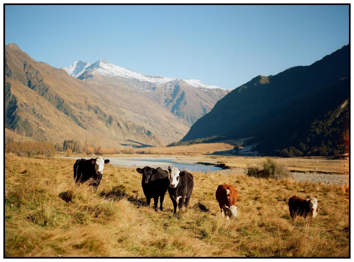 A herd of cattle grazes in a valley with mountains and a river.