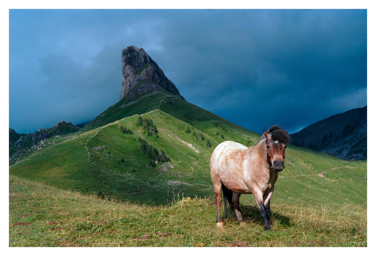 A horse stands on a grassy hill with a large mountain peak in the background under a dark blue sky.