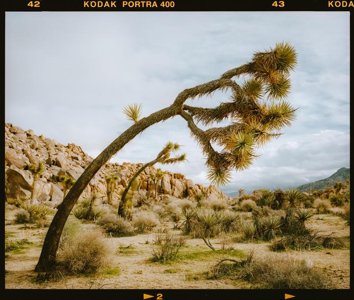 A Joshua tree with spiky leaves extends across a desert landscape with rocks and other desert plants under a cloudy sky.