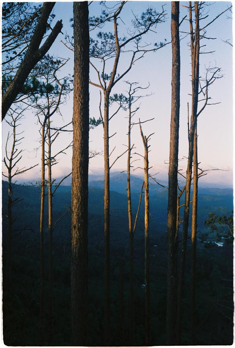 Tall pine trees stand against a light blue sky with mountains in the background.