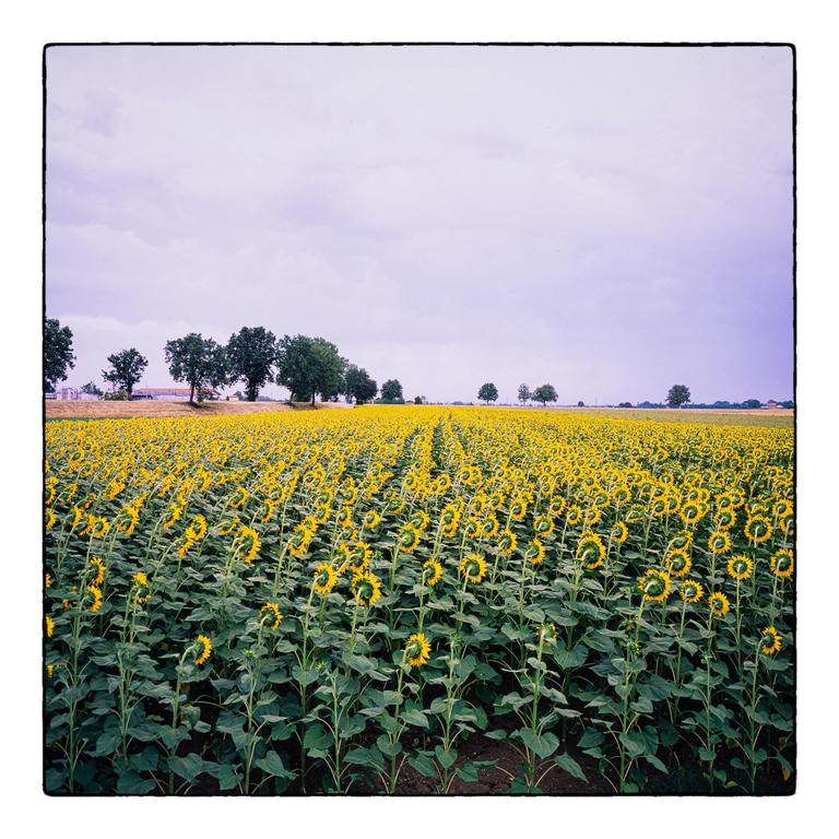 A field of sunflowers with their backs to the viewer stretches towards a line of trees under a cloudy sky.