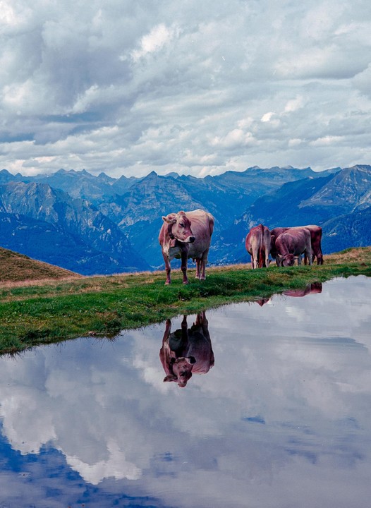 A cow stands by a still body of water that reflects the sky and mountains, with other cows grazing in the background.
