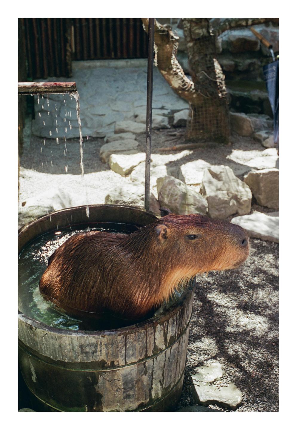A capybara is bathing in a wooden barrel with water pouring into it.