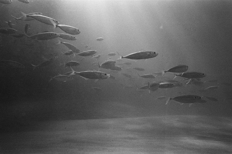 A school of fish swims underwater with light rays shining through the surface.