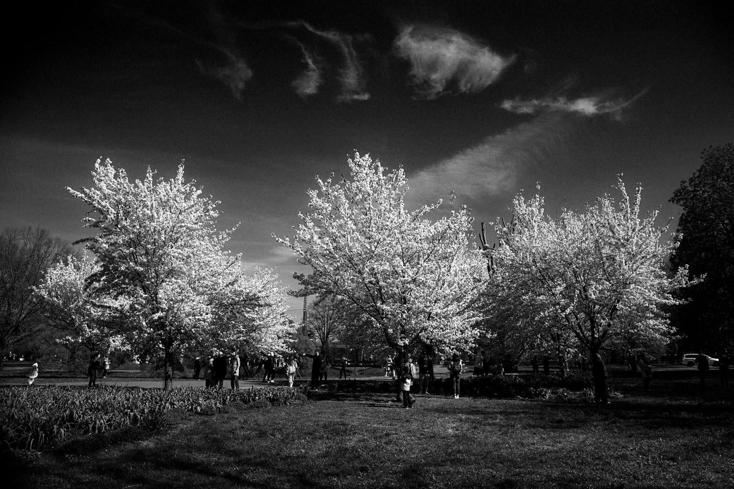 A group of people are gathered around several blossoming trees in a park under a dark sky with wispy clouds.