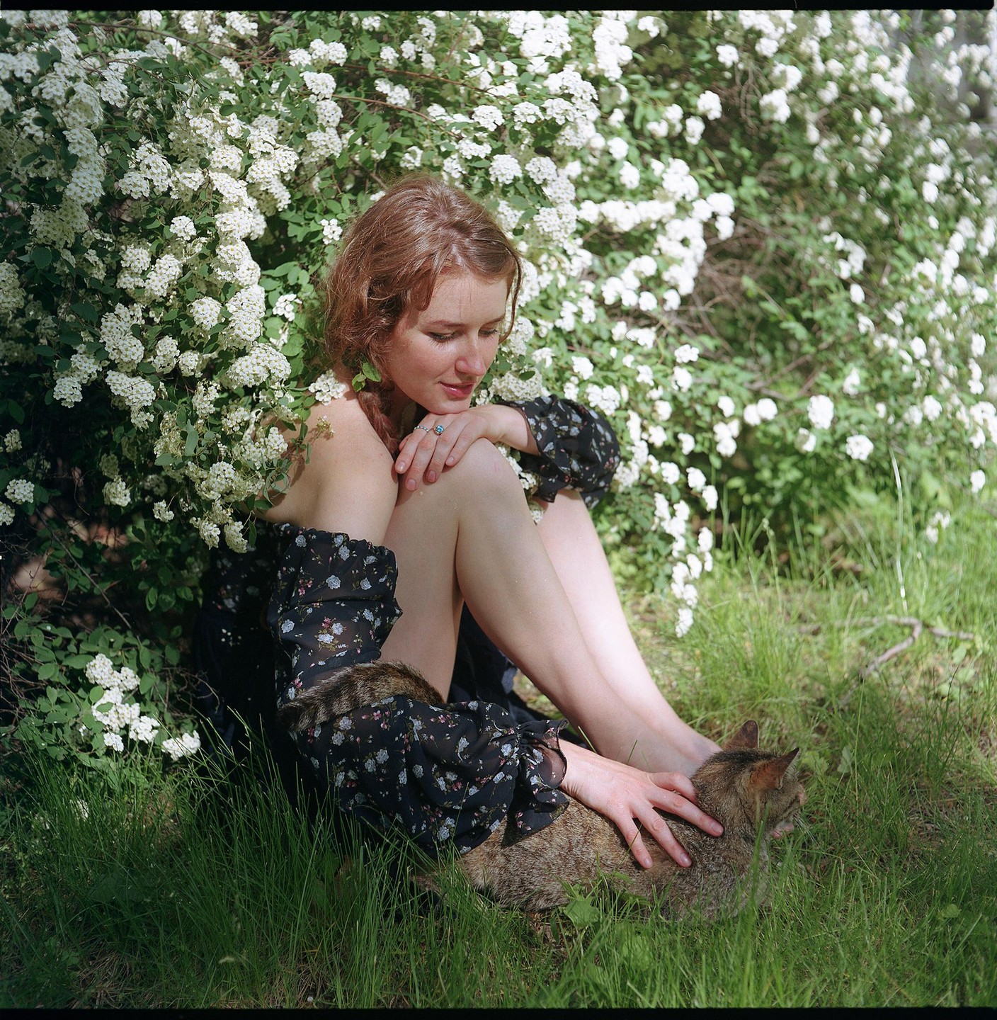 A woman sits in the grass next to a flowering bush, petting a cat.