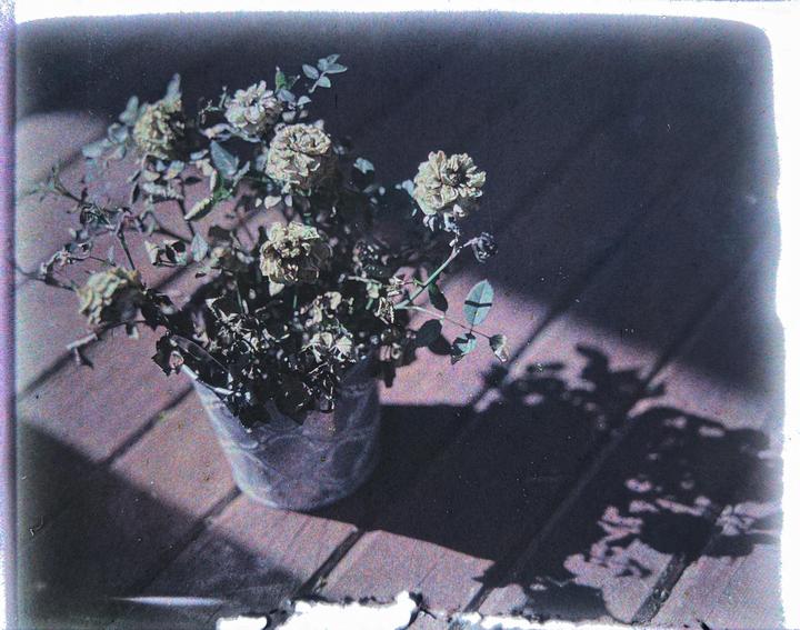 A potted plant with dried roses sits on a tiled surface, partially illuminated by a shaft of light.