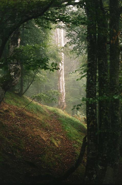 A glowing tree stands out in a misty forest with a steep, grassy slope.