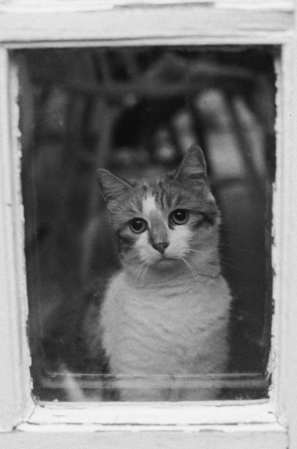 A cat looks through a window.