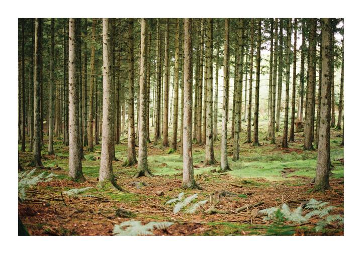 A dense forest of tall, slender trees with green undergrowth and ferns covers the ground.