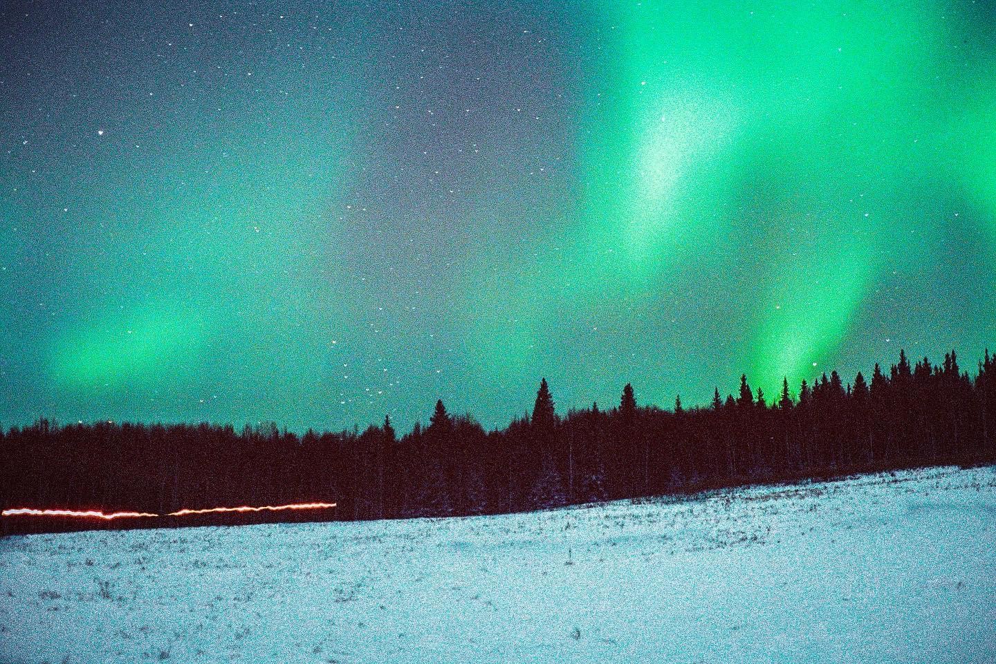 The aurora borealis glows green above a snowy field and a line of trees.