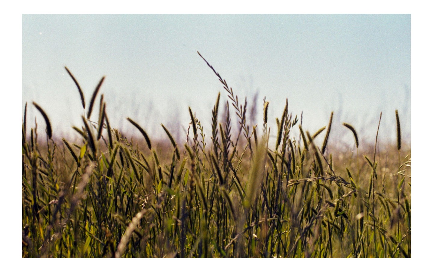 A field of tall green grass and seed heads is shown under a clear sky.
