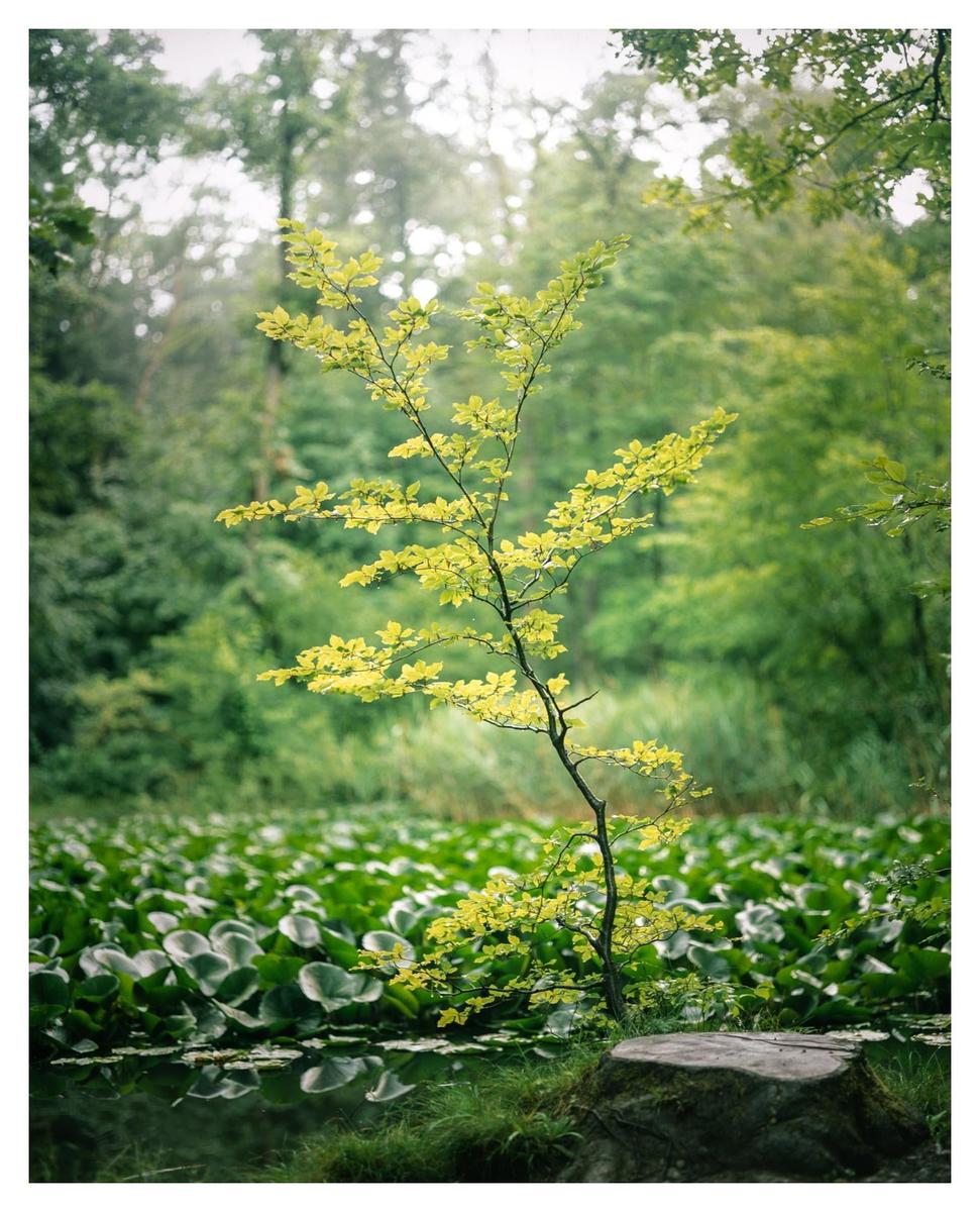 A small tree with bright green leaves stands next to a pond filled with lily pads.
