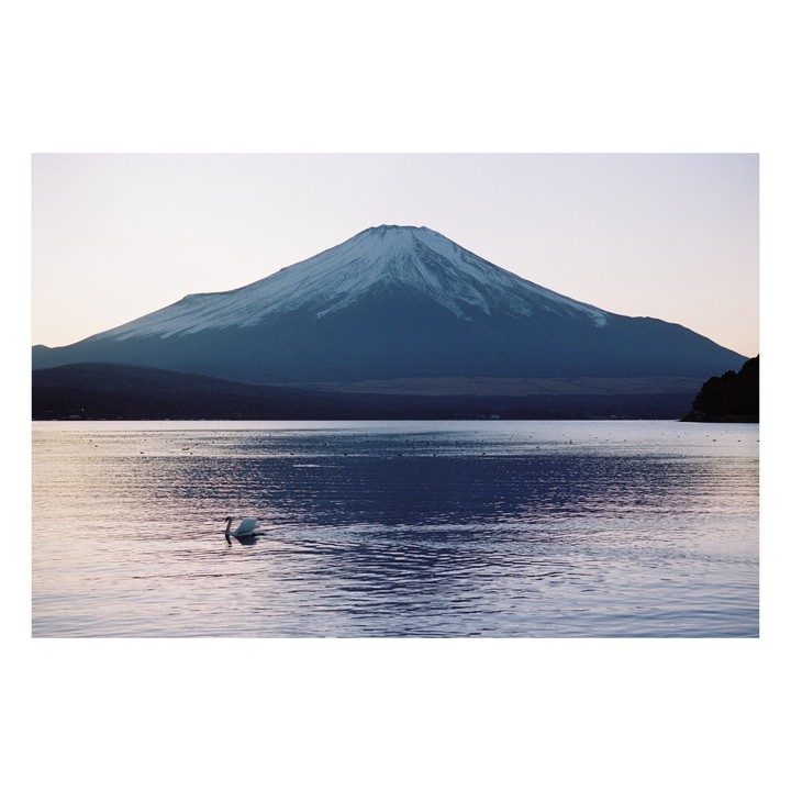 A swan swims in a lake with a snow-capped mountain in the background.