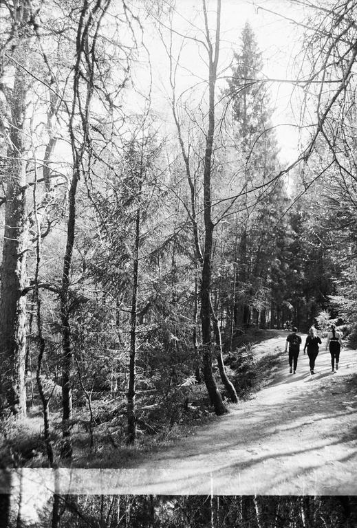 Three people walk away from the viewer on a path through a forest.