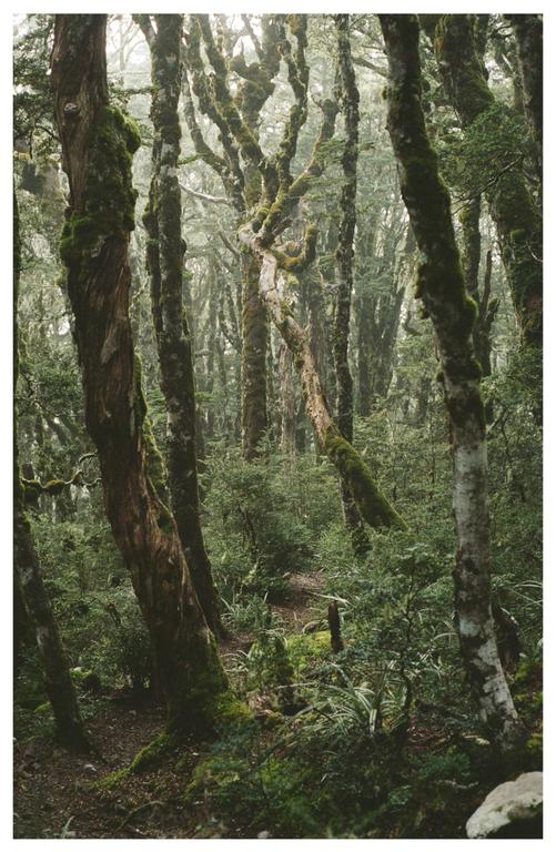 A narrow path winds through a dense forest of moss-covered trees.