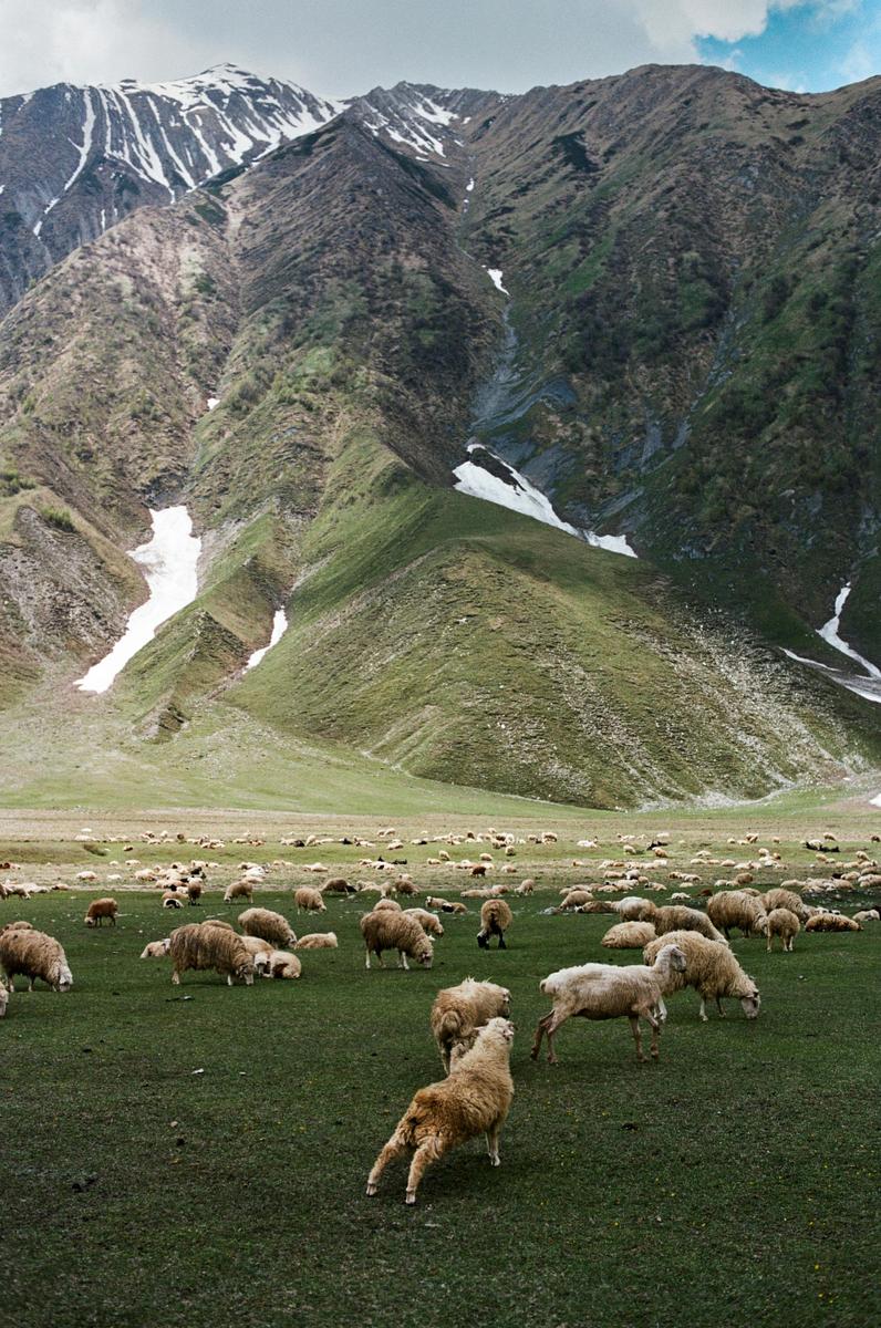 A flock of sheep graze in a green valley with snow-capped mountains in the background.