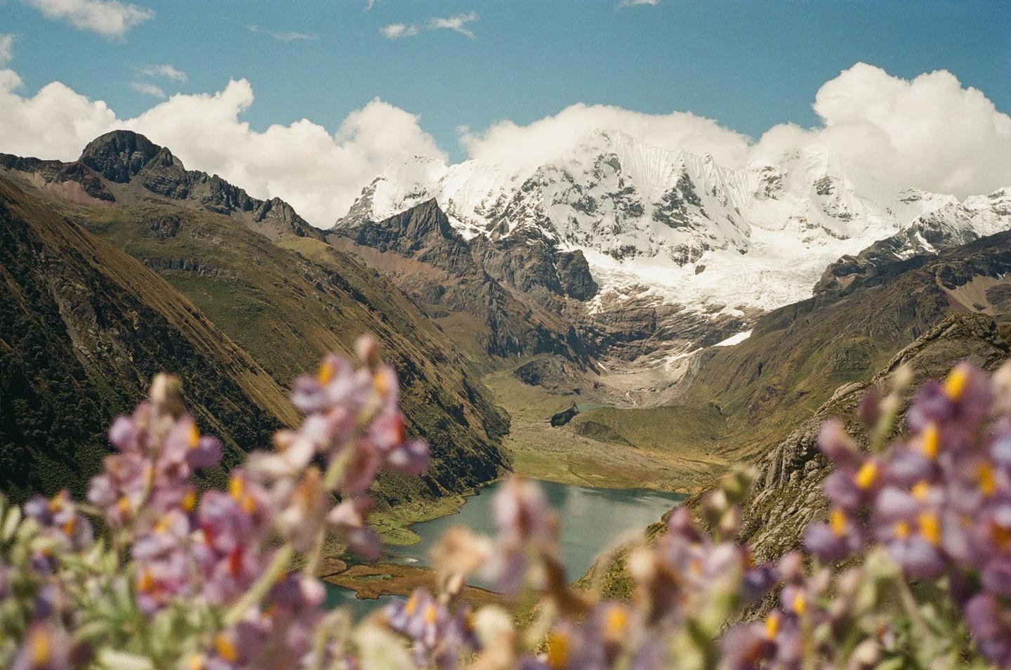 A mountain range with snow-capped peaks overlooks a lake, with purple flowers in the foreground.