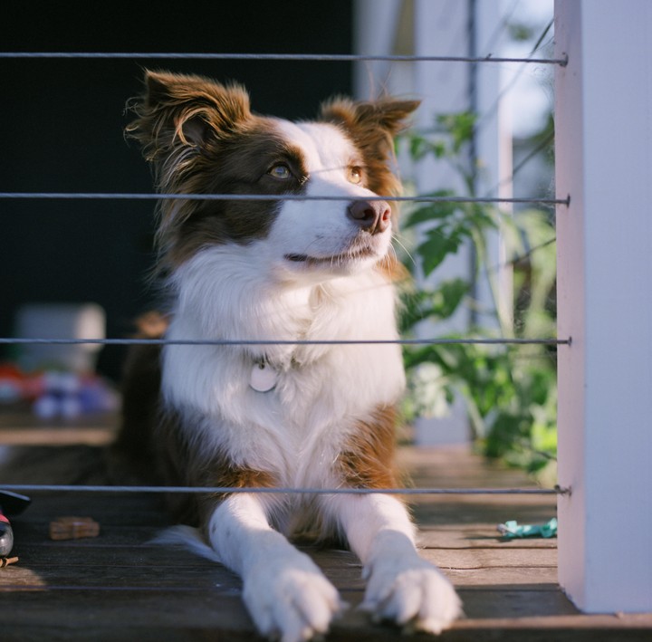 A brown and white dog with a collar lies on a wooden deck behind a wire fence.