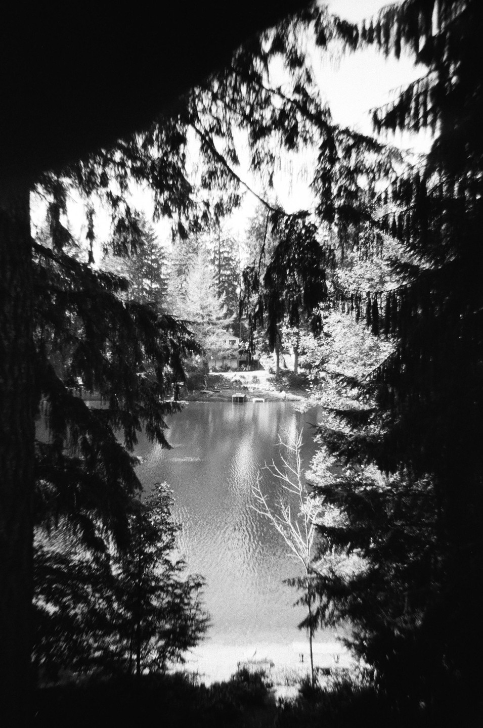 A lake is visible through a dense frame of dark tree branches and foliage.