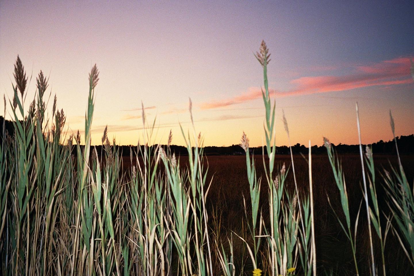 Tall marsh grass stands in the foreground against a colorful sunset sky.