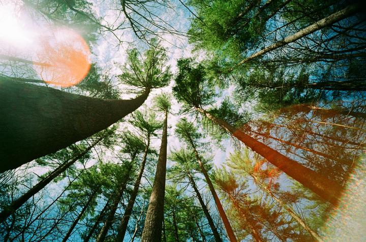 A low-angle view shows tall trees reaching towards a bright sky with a prominent lens flare.