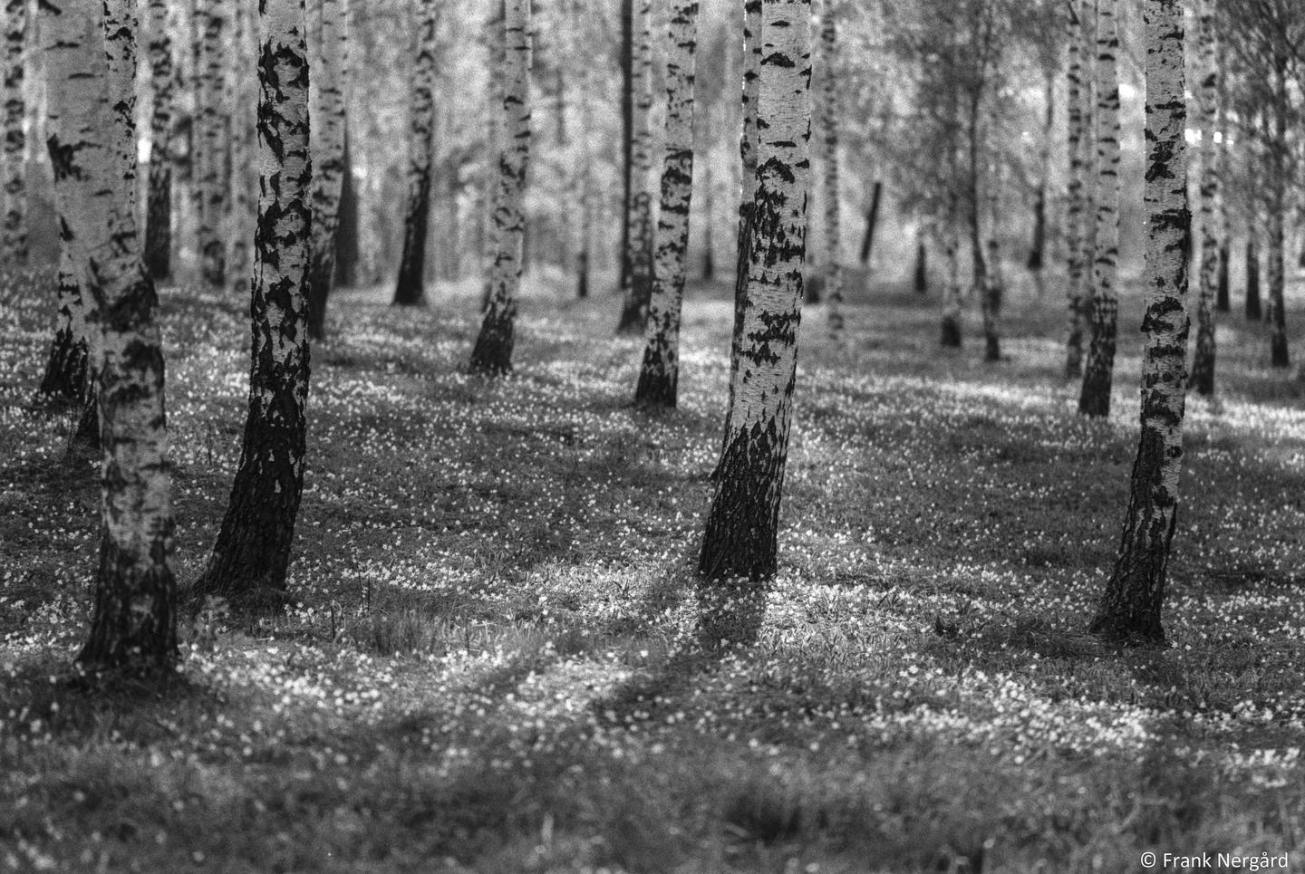 A grove of birch trees with a ground covered in small flowers is captured in black and white.