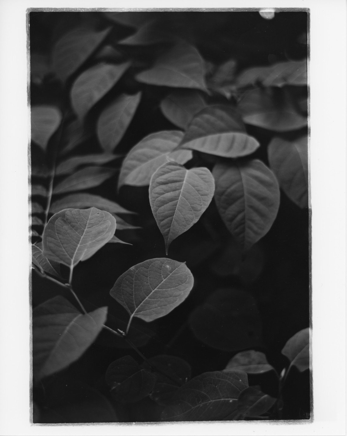 A close-up shot shows several leaves on a plant, with some in focus and others blurred in the background.
