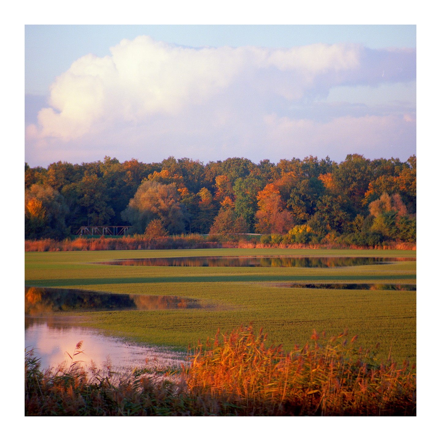 A field with patches of water reflects the autumn trees under a cloudy sky.
