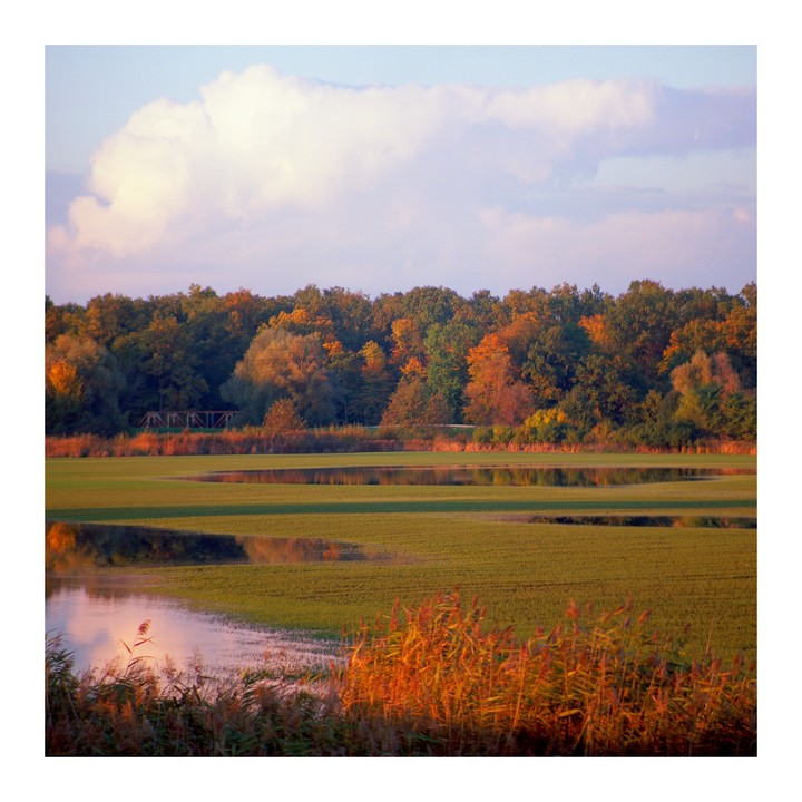 A field with patches of water reflects the autumn trees under a cloudy sky.