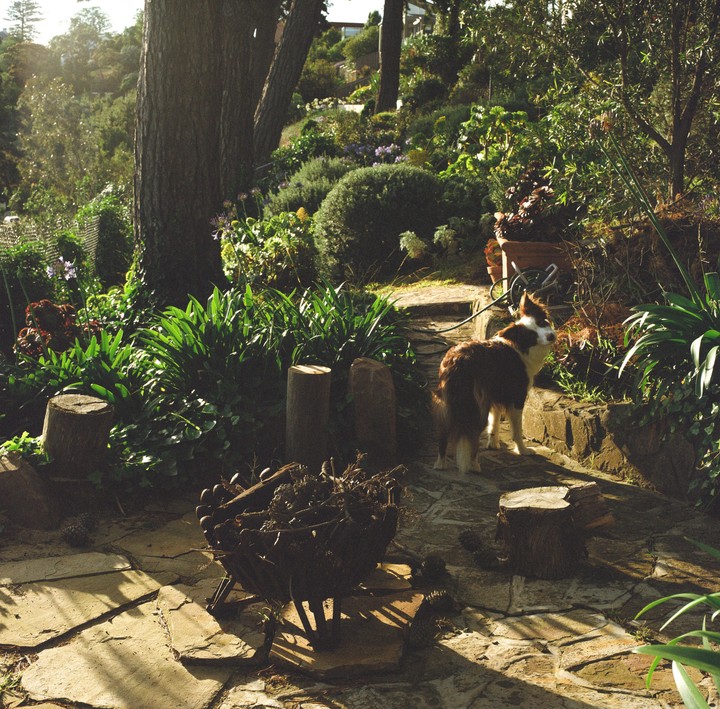 A brown and white dog stands on a stone path in a lush garden with a fire pit in the foreground.
