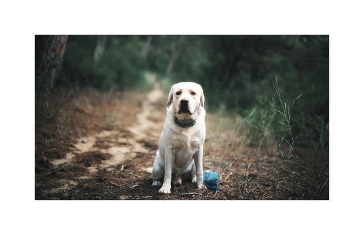 A white labrador sits on a dirt path in a forest with a blue leash next to it.